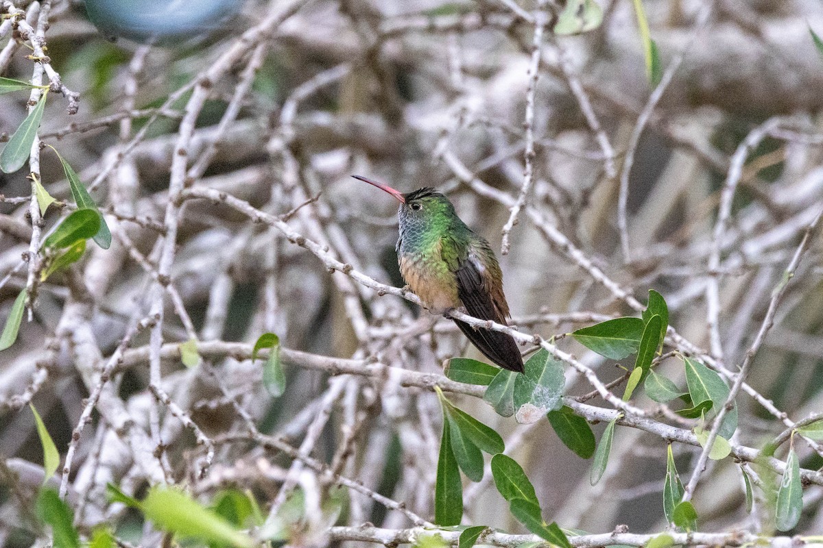 kolibřík yukatanský (ssp. cerviniventris/chalconota) - ML618525171