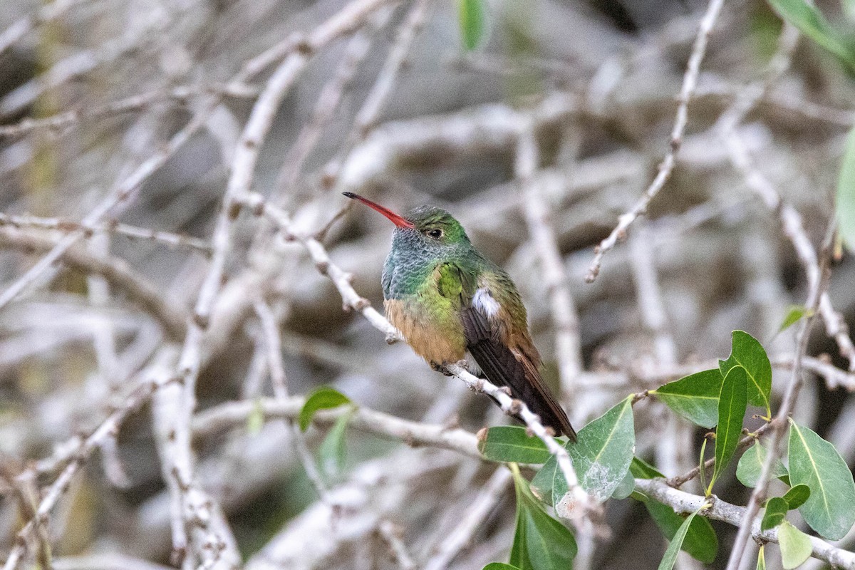kolibřík yukatanský (ssp. cerviniventris/chalconota) - ML618525172