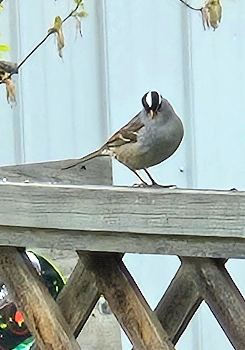 White-crowned Sparrow - ML618525180