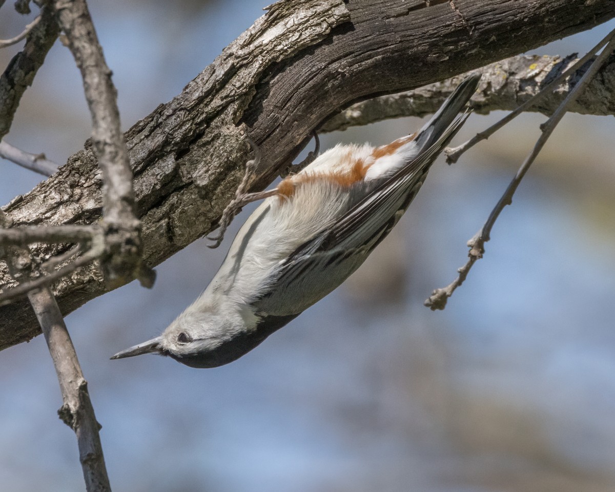 White-breasted Nuthatch - ML618525183