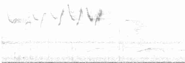 lesňáček černobílý - ML618525245