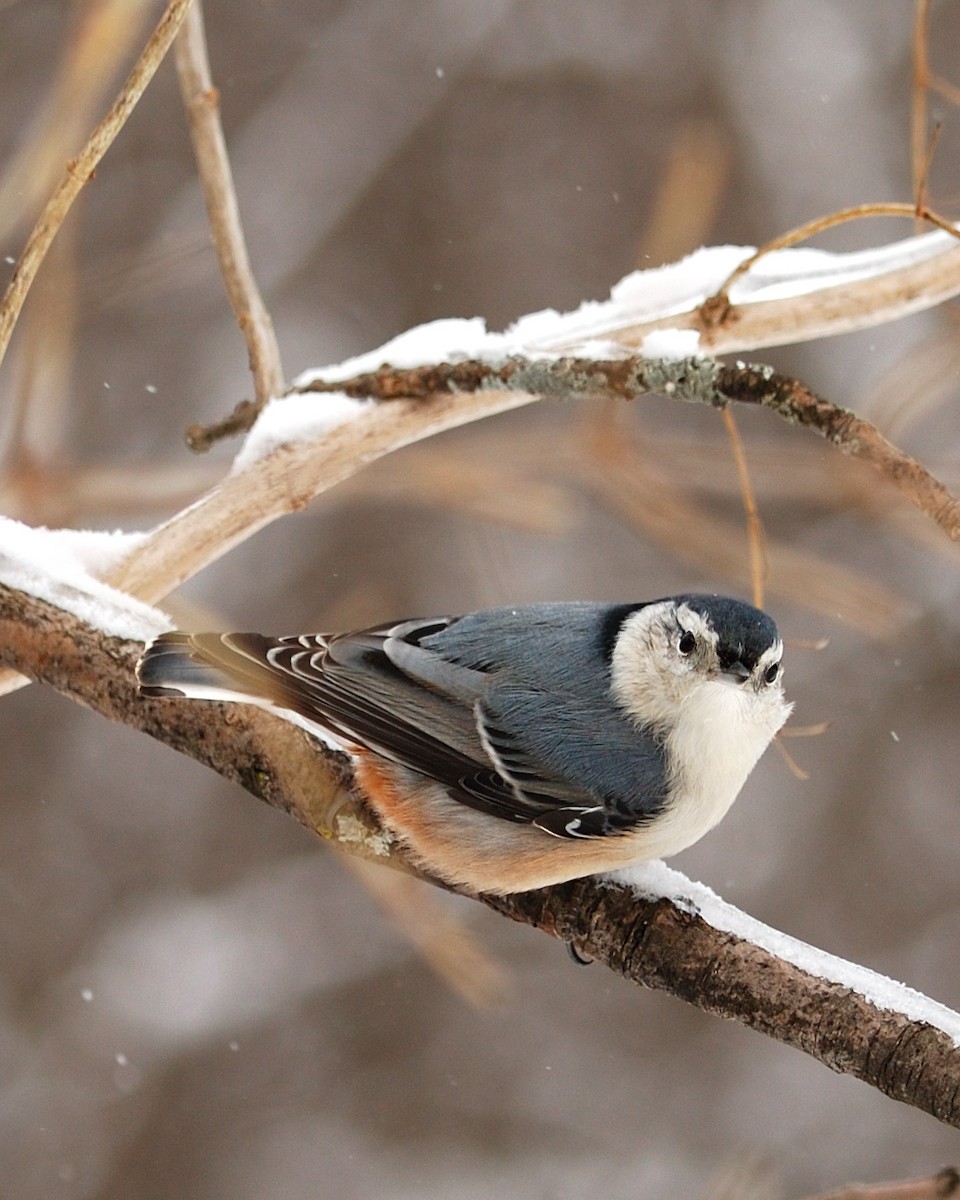 White-breasted Nuthatch - ML618525277