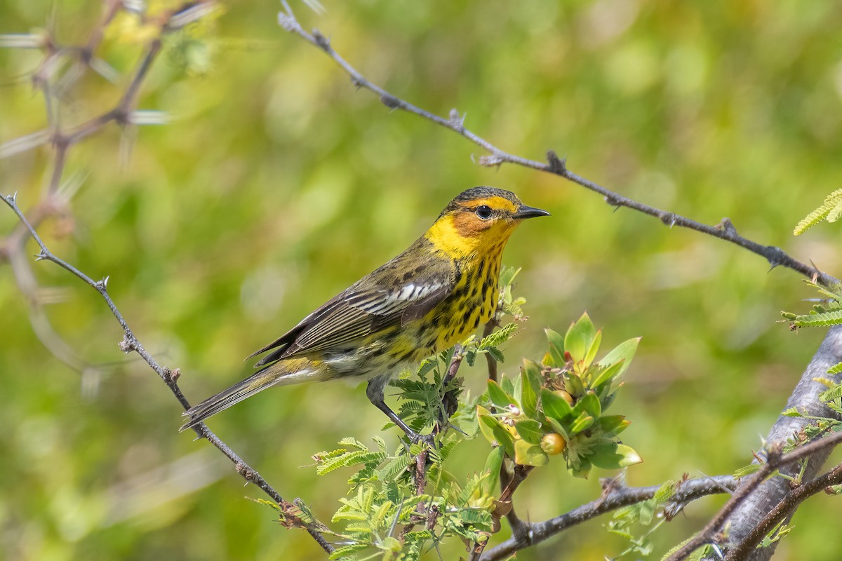 Cape May Warbler - ML618525278