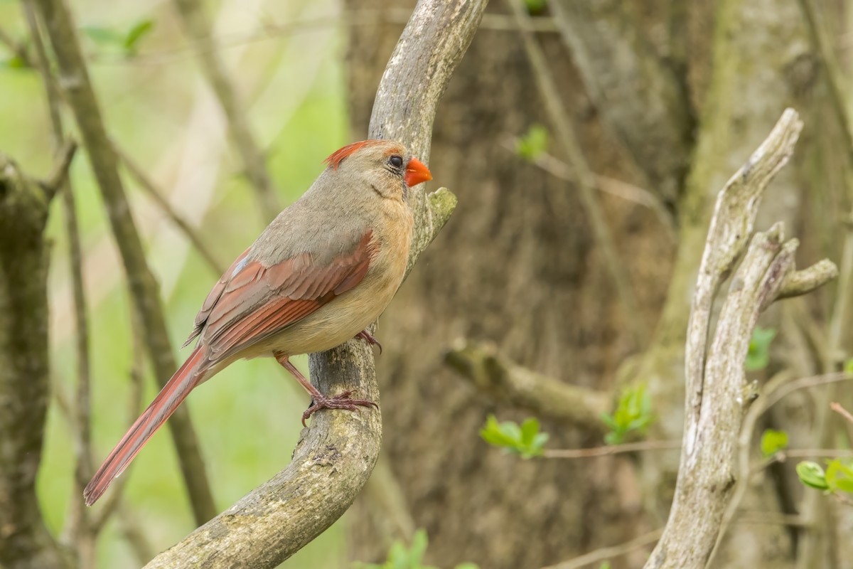Northern Cardinal - Ric mcarthur