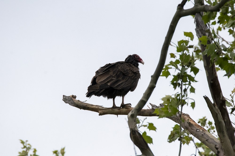 Turkey Vulture - ML618525305
