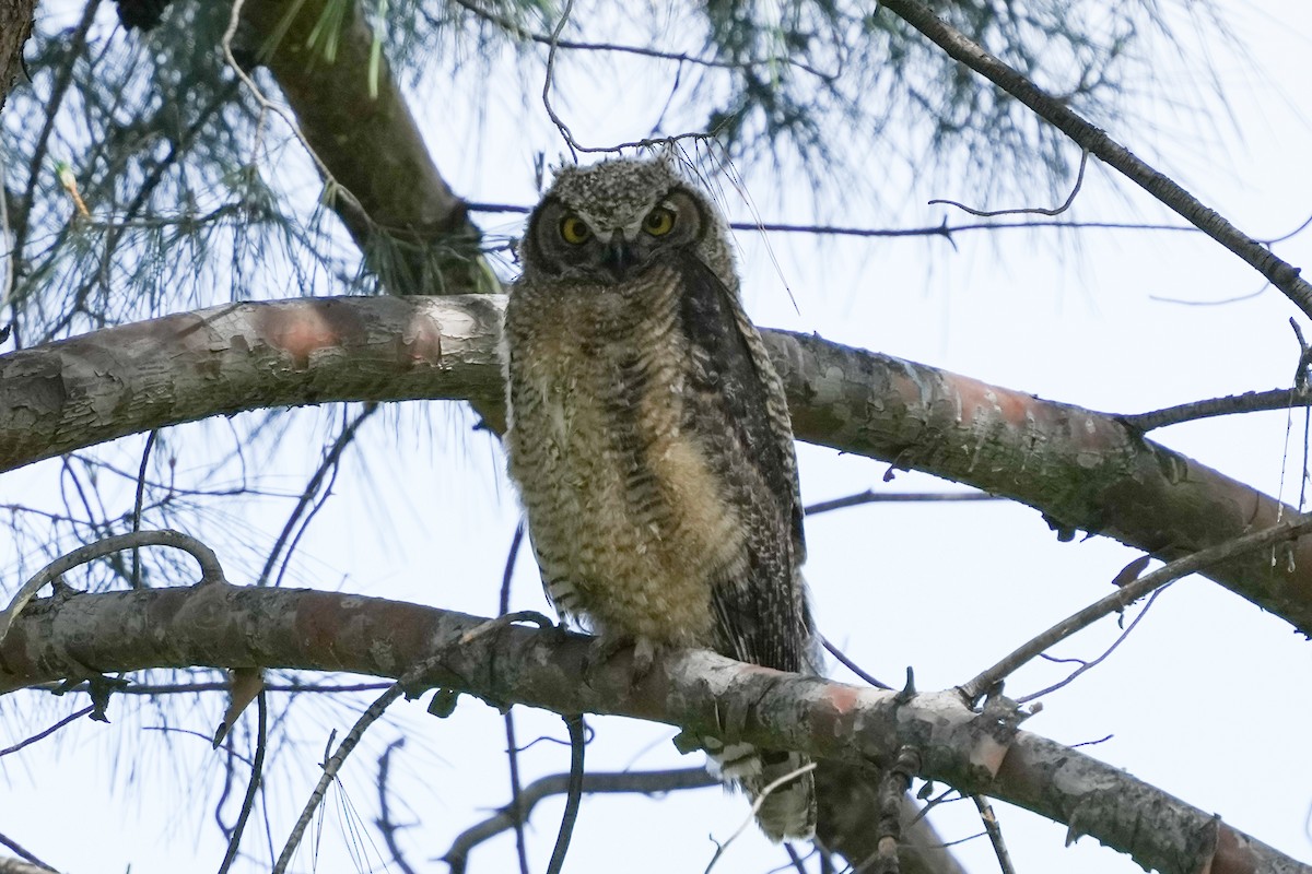 Great Horned Owl - ML618525349