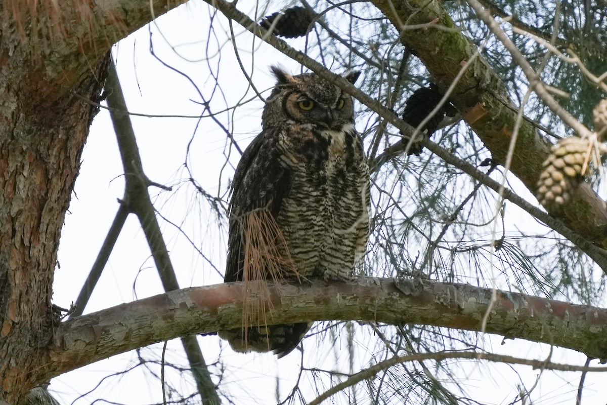 Great Horned Owl - ML618525350