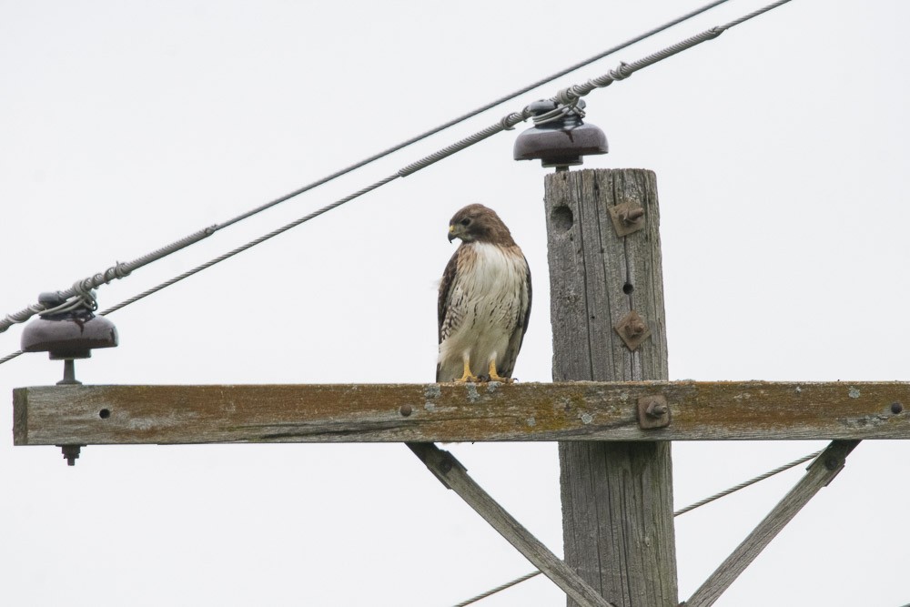 Red-tailed Hawk - ML618525356
