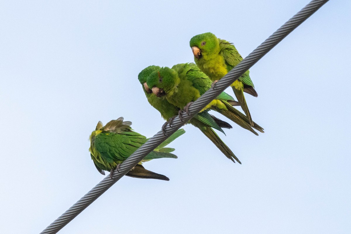 Green Parakeet (Green) - ML618525369