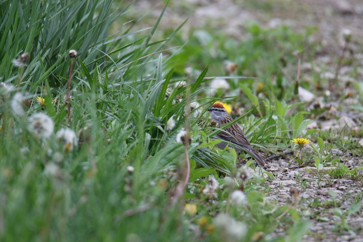 Chipping Sparrow - ML618525401