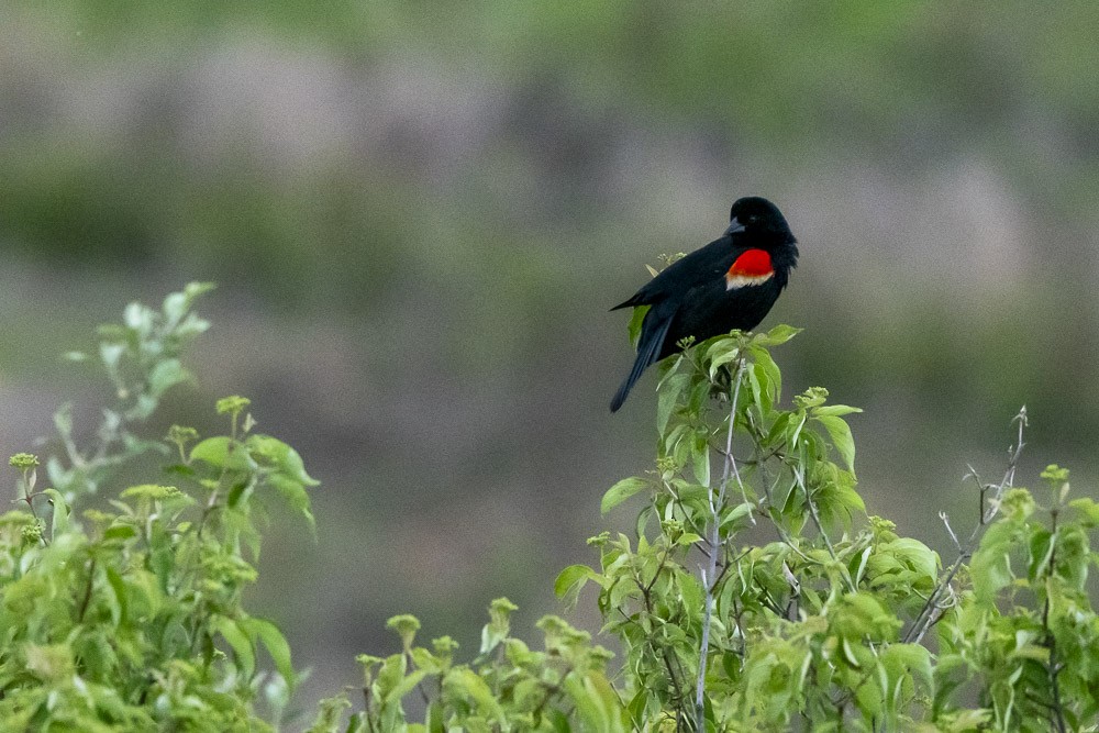 Red-winged Blackbird - ML618525405