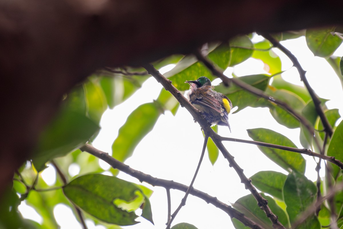Fork-tailed Sunbird - ML618525433