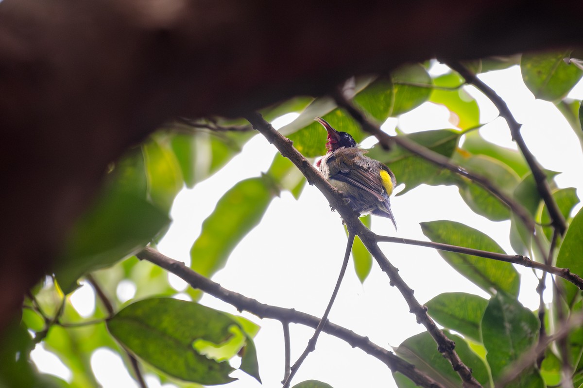 Fork-tailed Sunbird - ML618525435