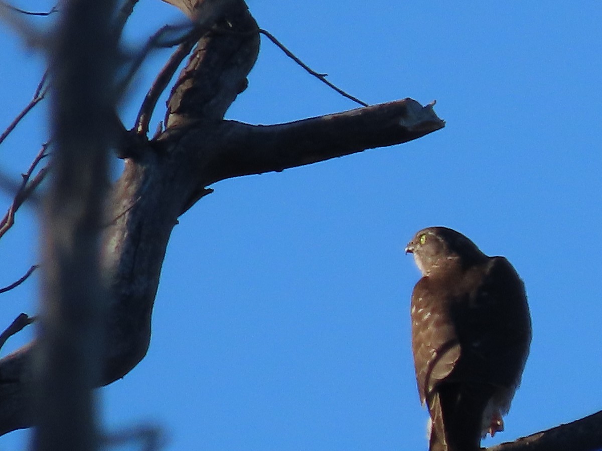 Collared Sparrowhawk - ML618525442