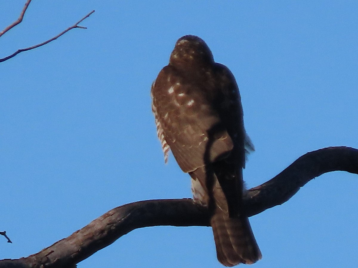 Collared Sparrowhawk - ML618525450