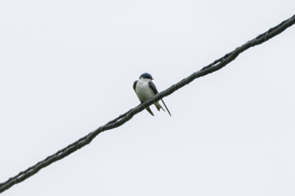 Tree Swallow - ML618525490