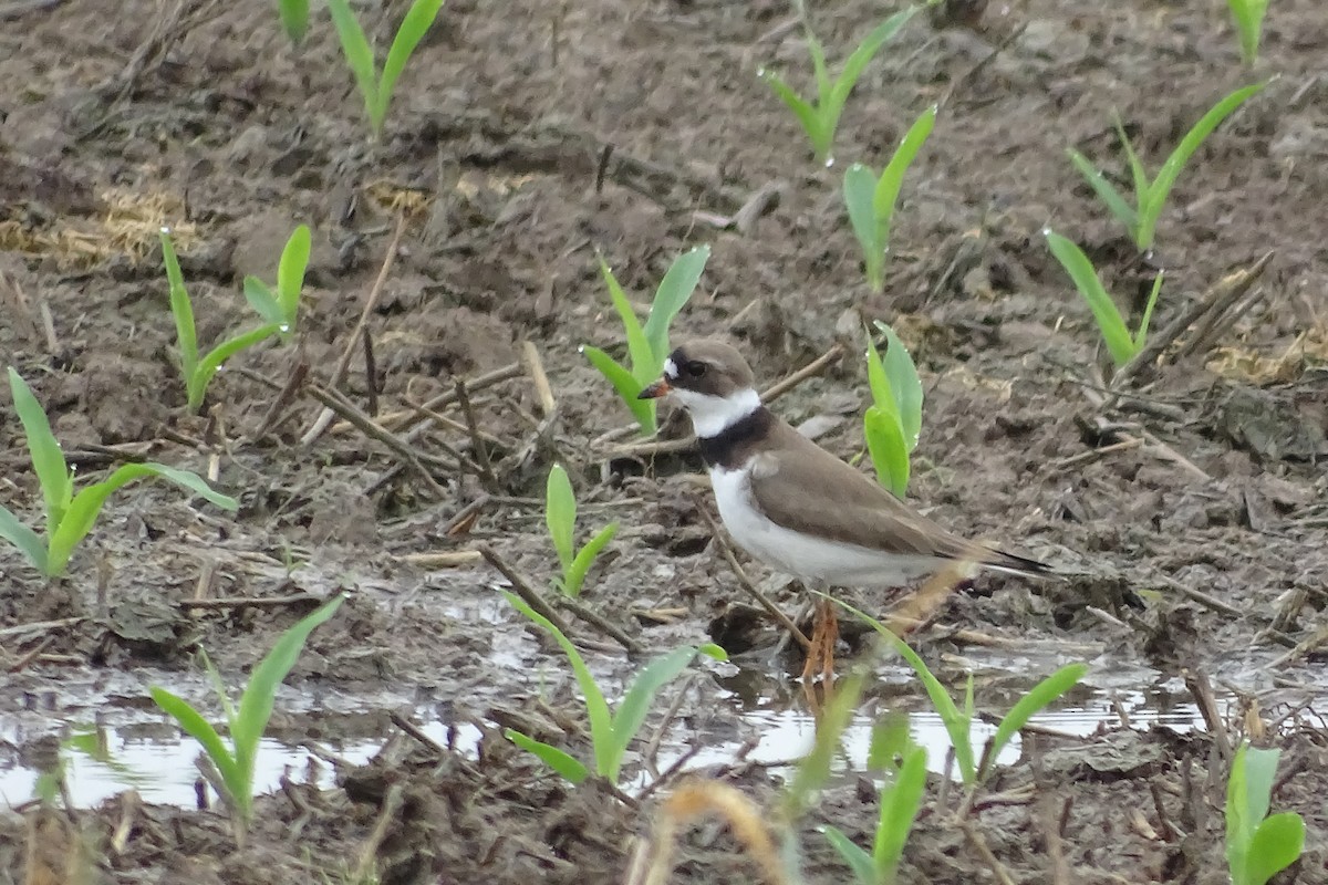 Semipalmated Plover - ML618525555