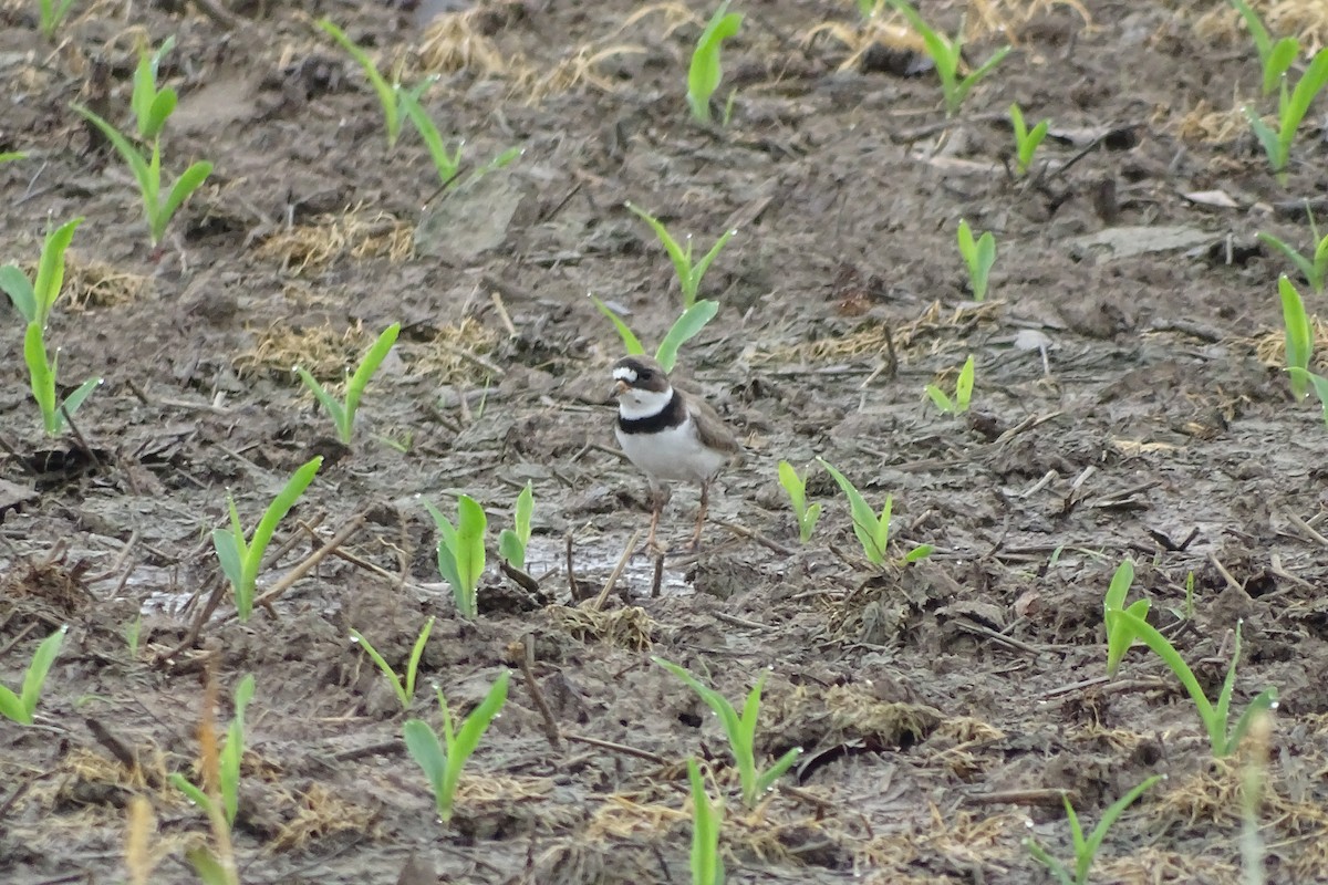 Semipalmated Plover - ML618525556