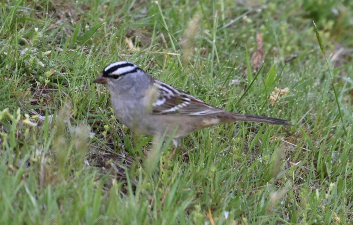 White-crowned Sparrow - ML618525564