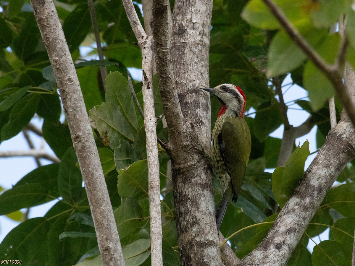 Cuban Green Woodpecker - ML618525600