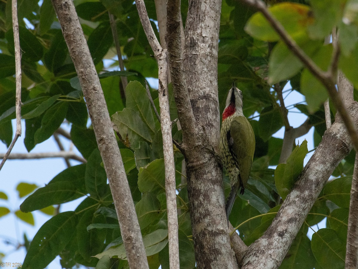 Cuban Green Woodpecker - ML618525603