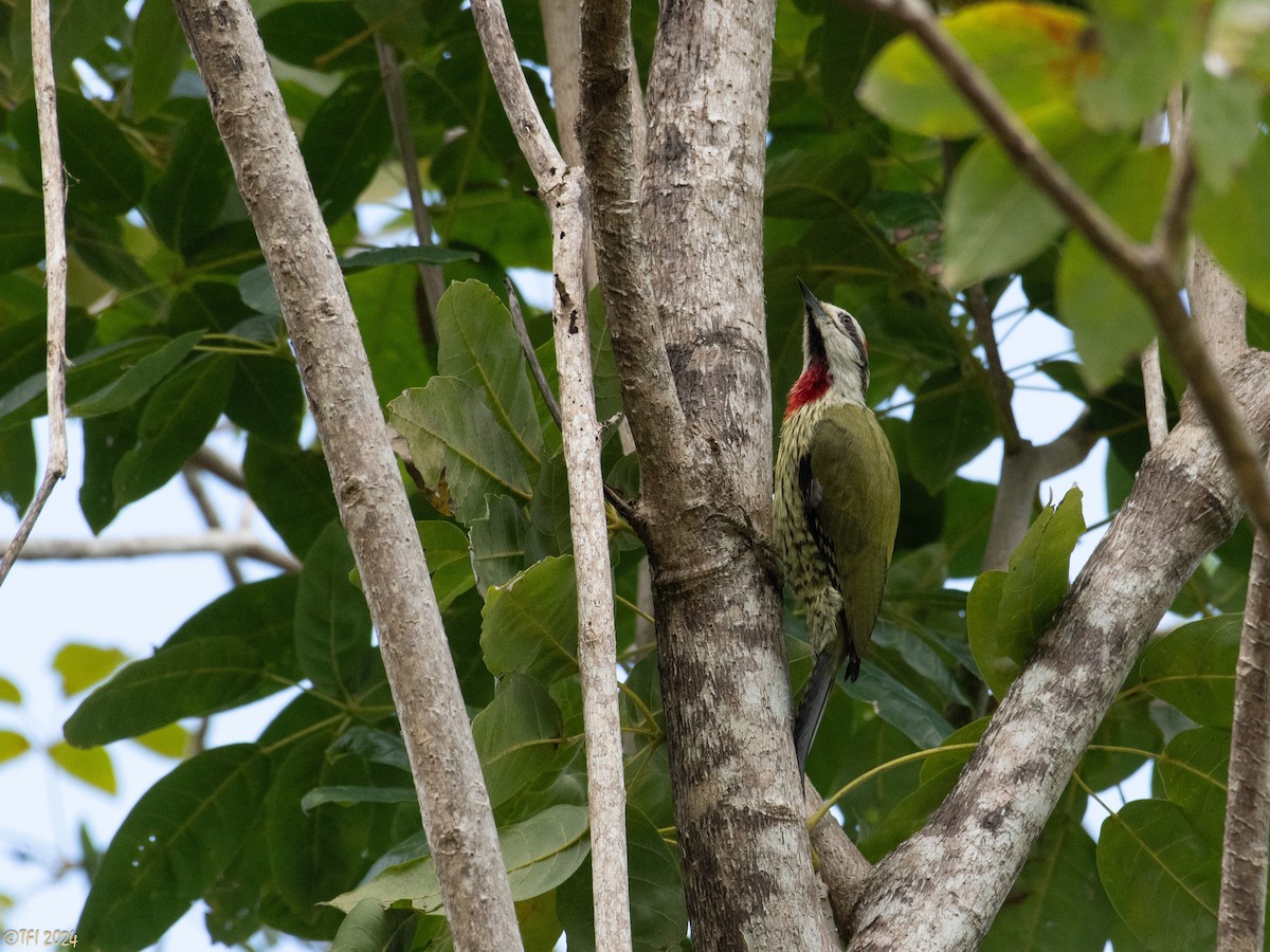 Cuban Green Woodpecker - ML618525604