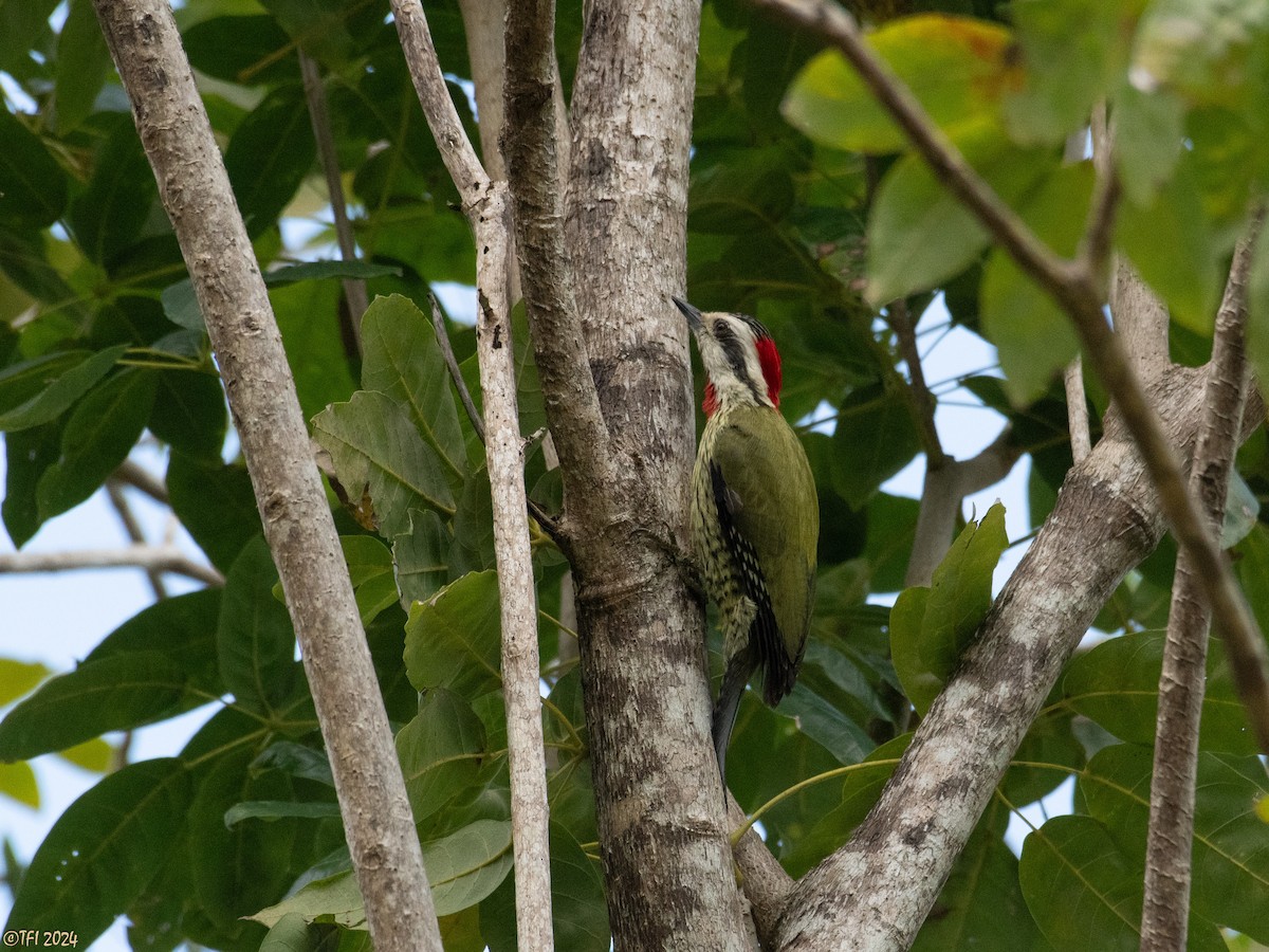 Cuban Green Woodpecker - ML618525607
