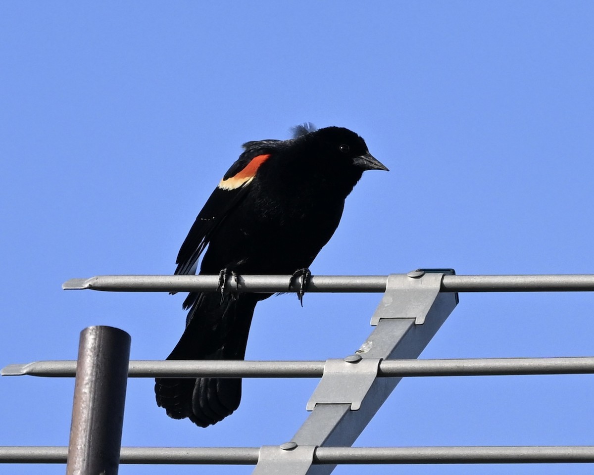 Red-winged Blackbird - ML618525615