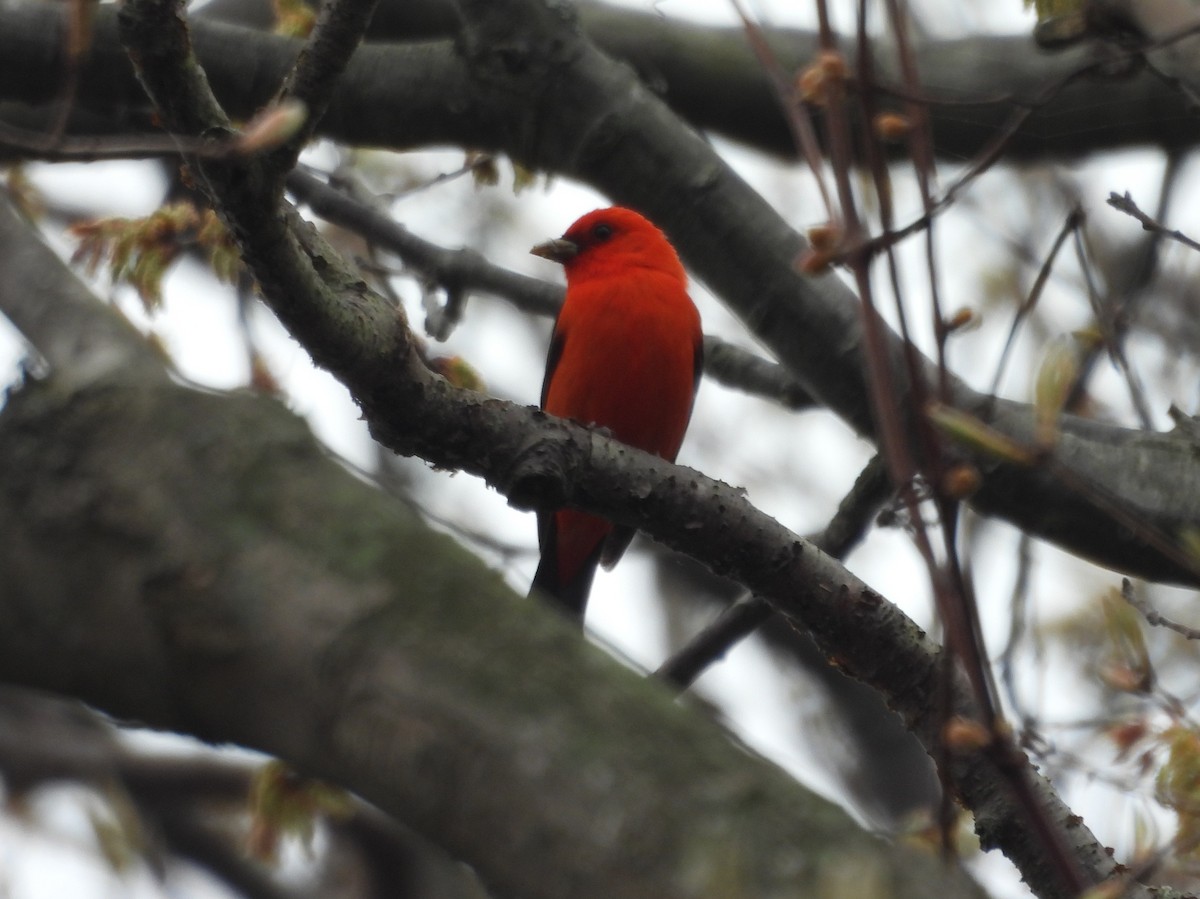 Scarlet Tanager - ML618525644