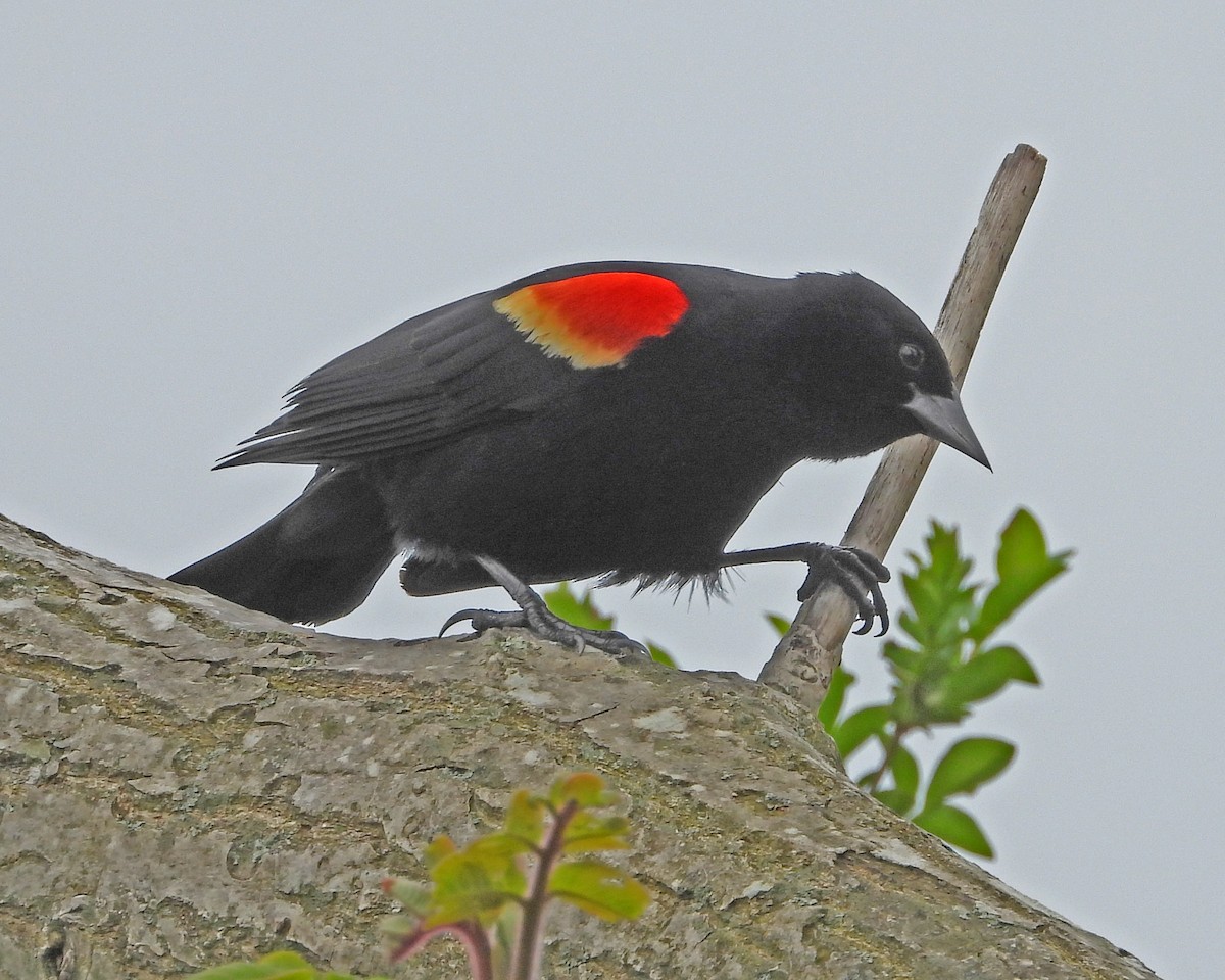Red-winged Blackbird - ML618525662