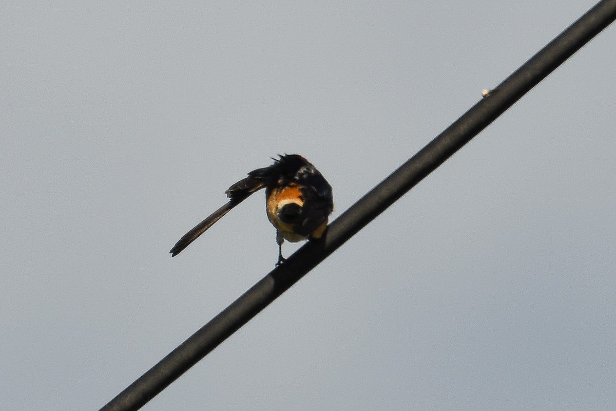 Red-rumped Swallow - ML618525677