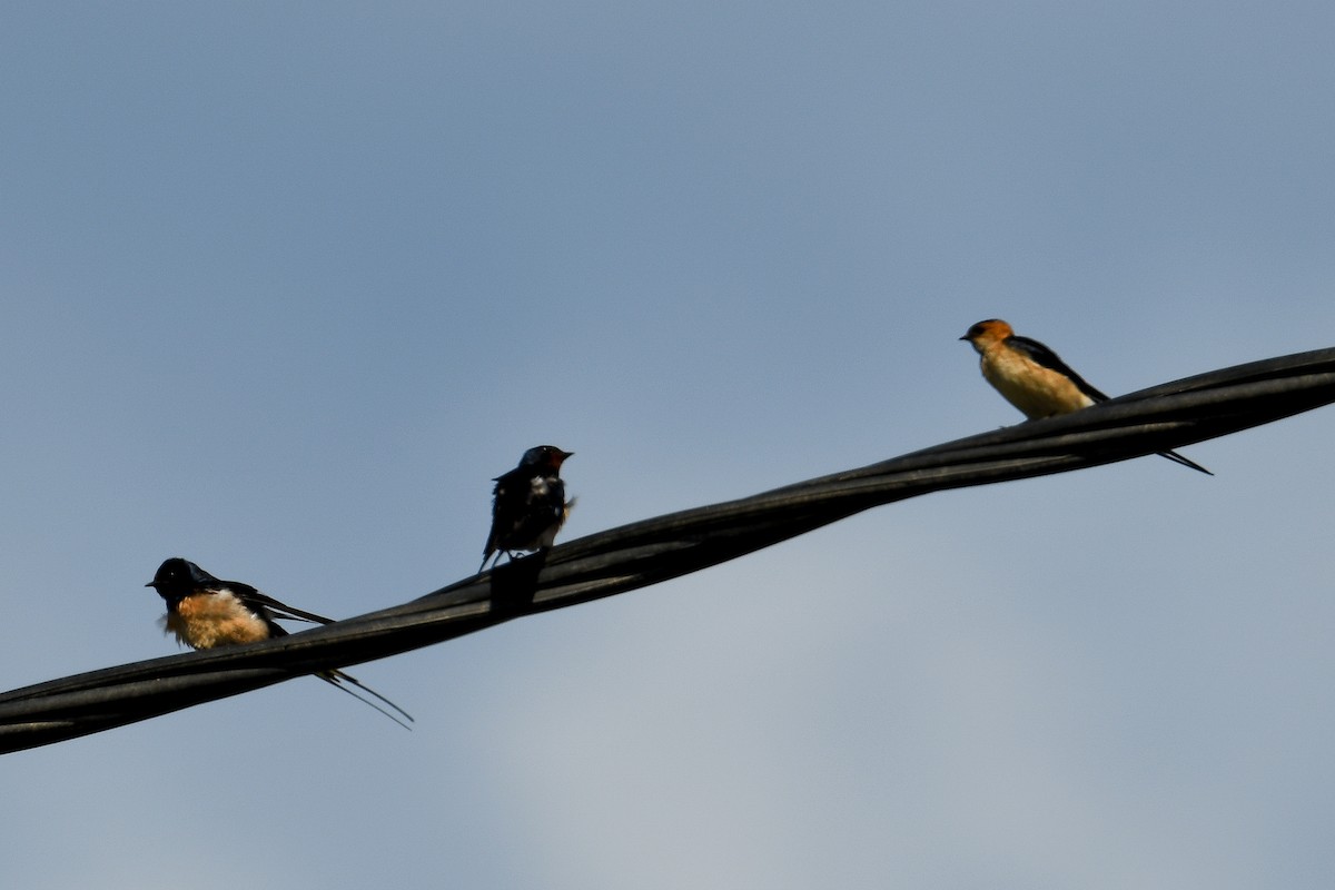 Red-rumped Swallow - ML618525679