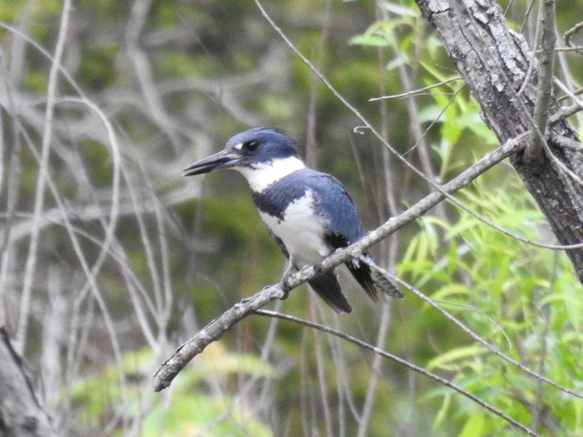 Belted Kingfisher - ML618525711