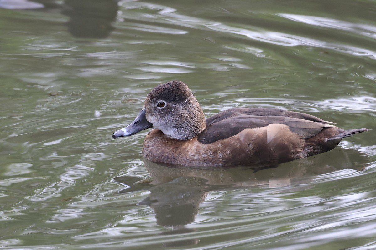 Ring-necked Duck - ML618525755