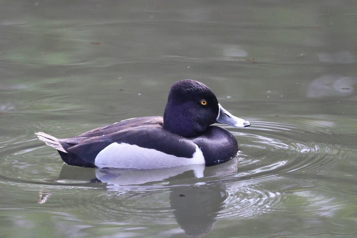 Ring-necked Duck - ML618525759