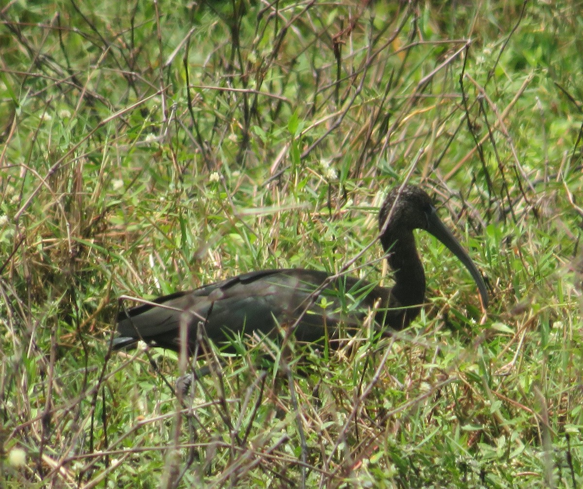 ibis hnědý - ML618525767