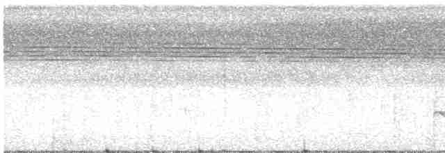 White-flanked Antwren - ML618525773