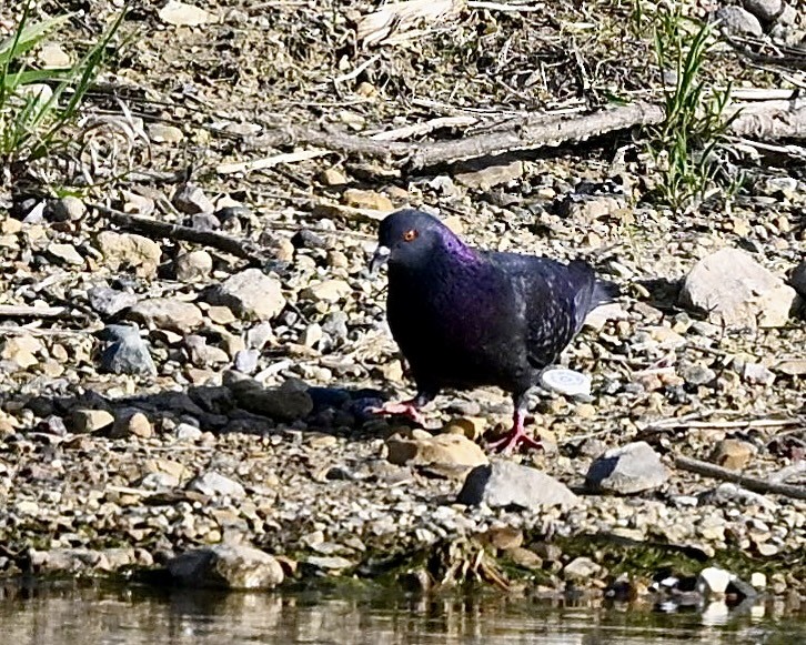 Rock Pigeon (Feral Pigeon) - ML618525775