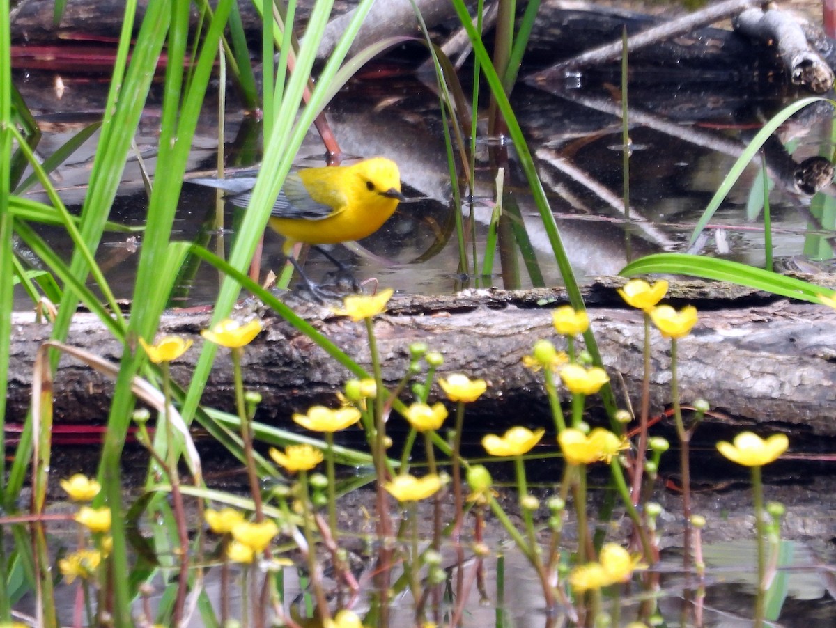 Prothonotary Warbler - ML618525841