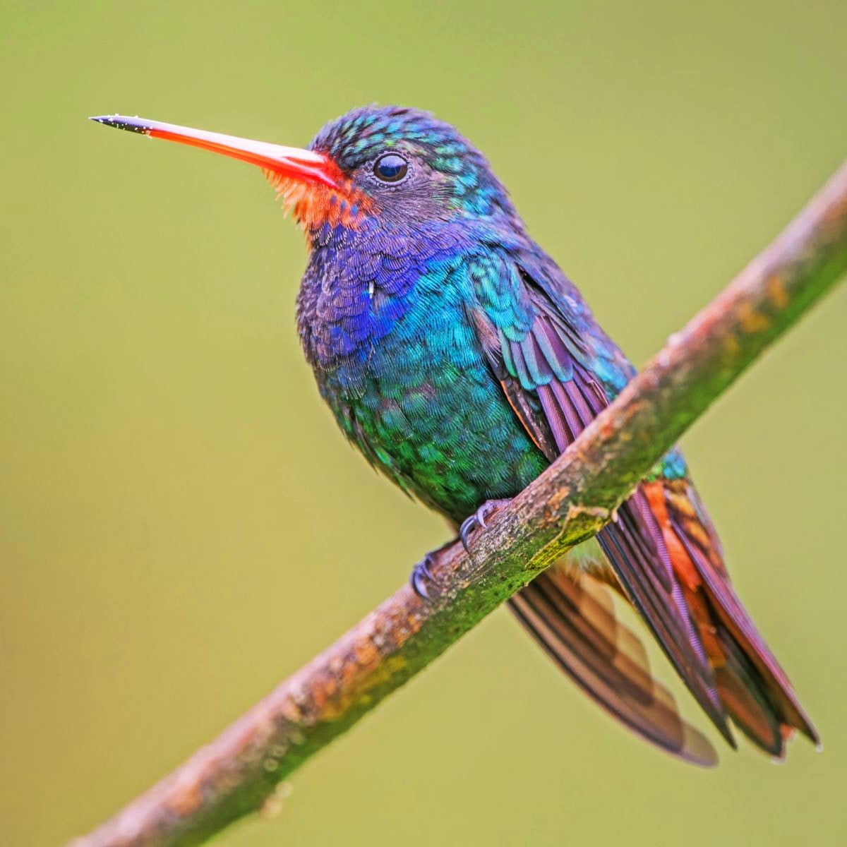 kolibřík savanový - ML618525852