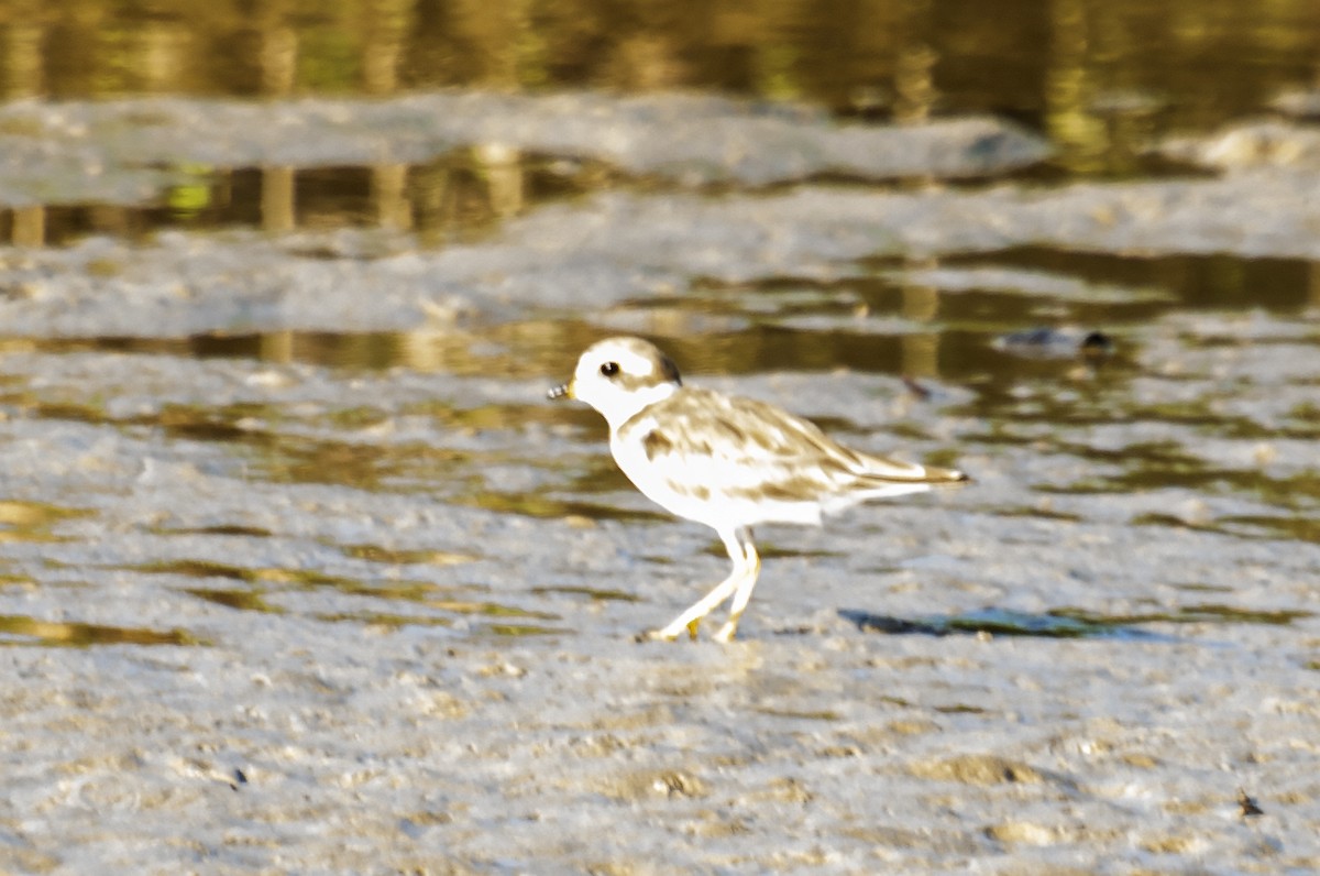 Semipalmated Plover - ML618525860
