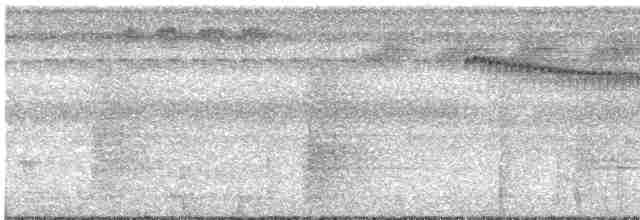 Корольковый плоскоклюв - ML618525906