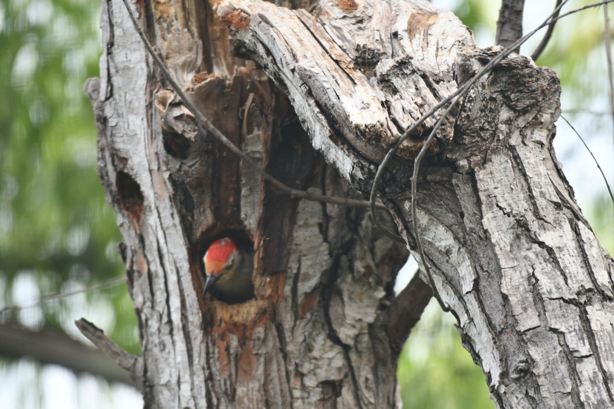 Red-bellied Woodpecker - Brandy Falise
