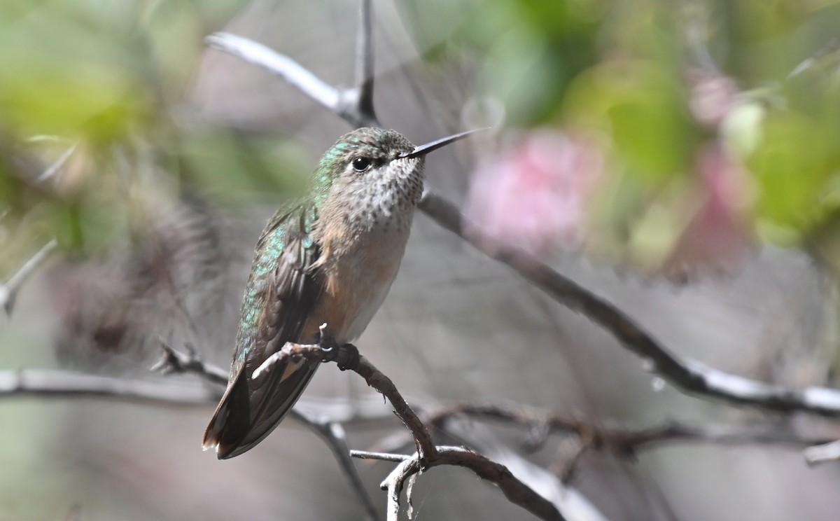 Calliope Hummingbird - ML618525918