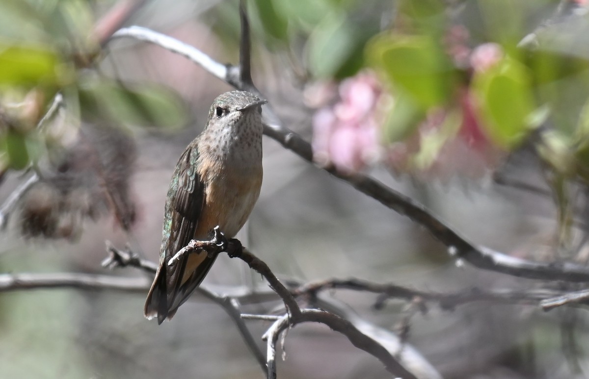 Calliope Hummingbird - ML618525922