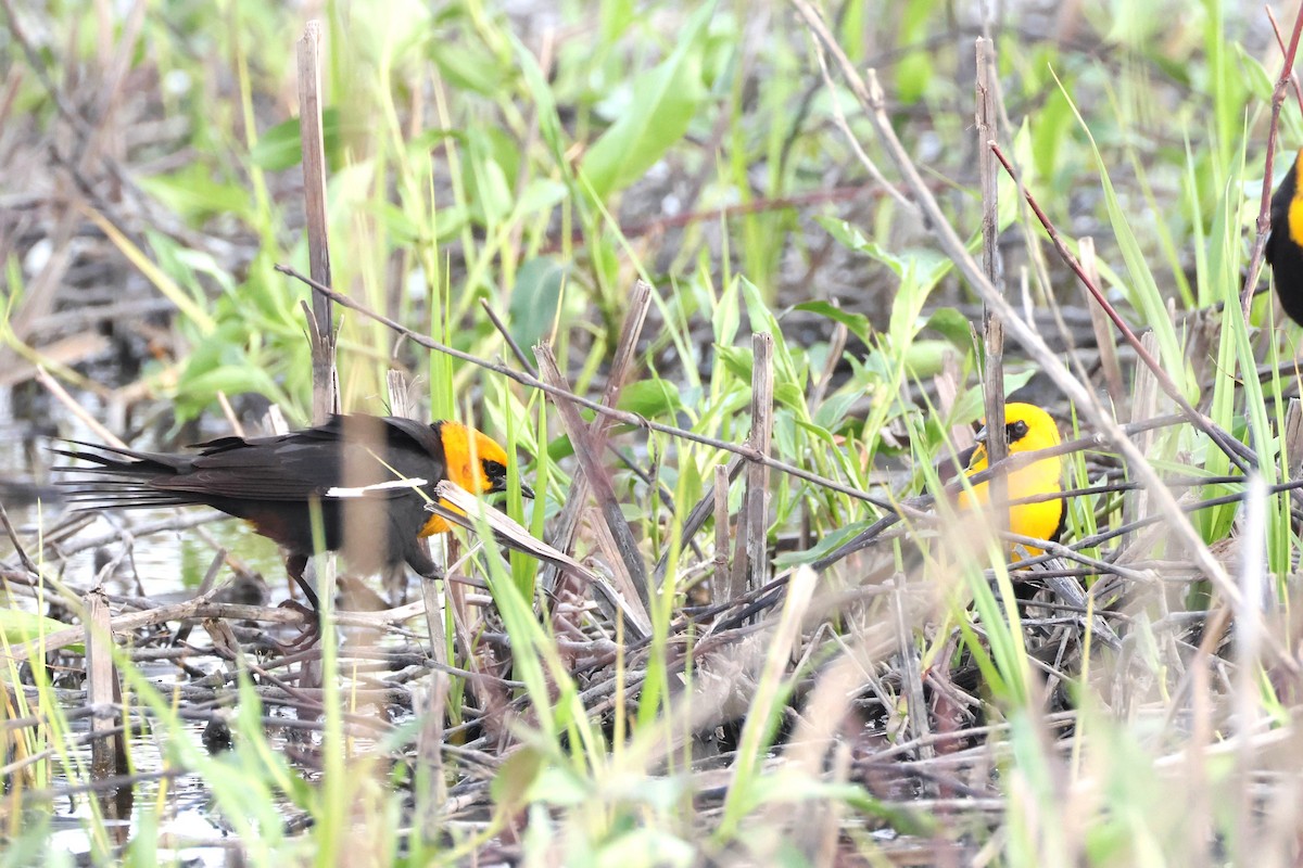 Yellow-headed Blackbird - ML618525952
