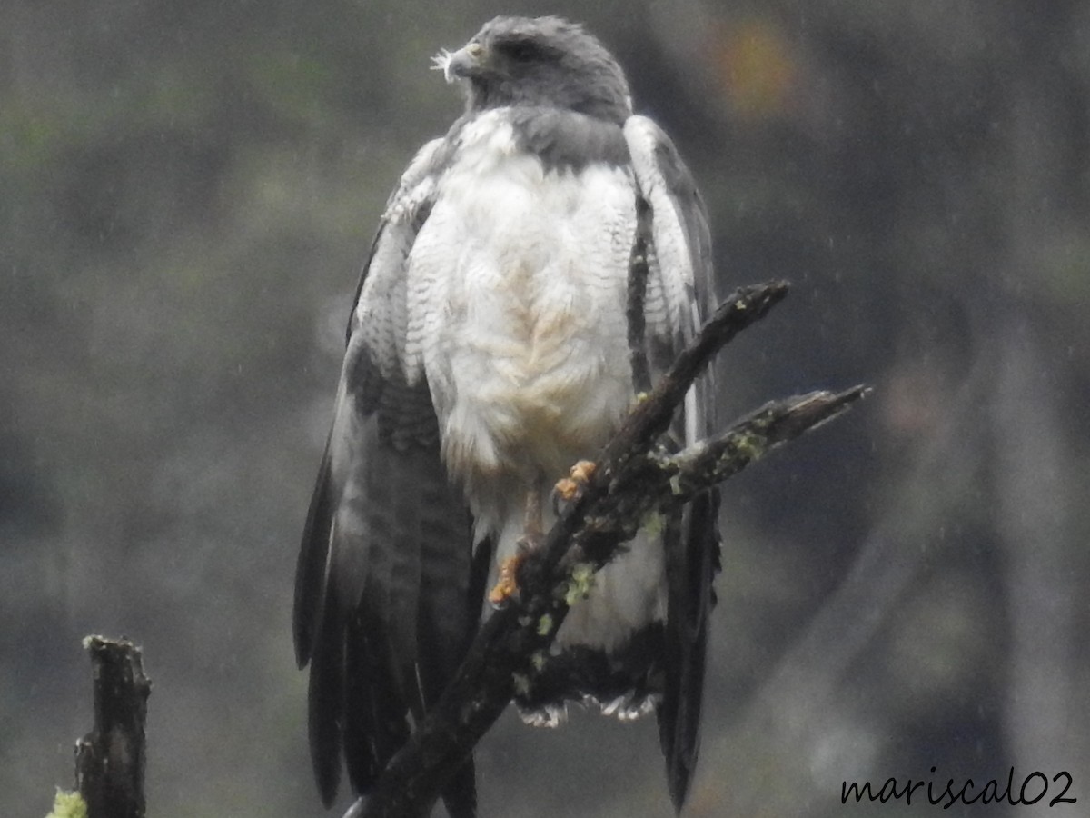 White-tailed Hawk - ML618525956