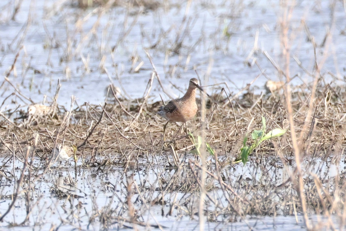 Long-billed Dowitcher - ML618525974