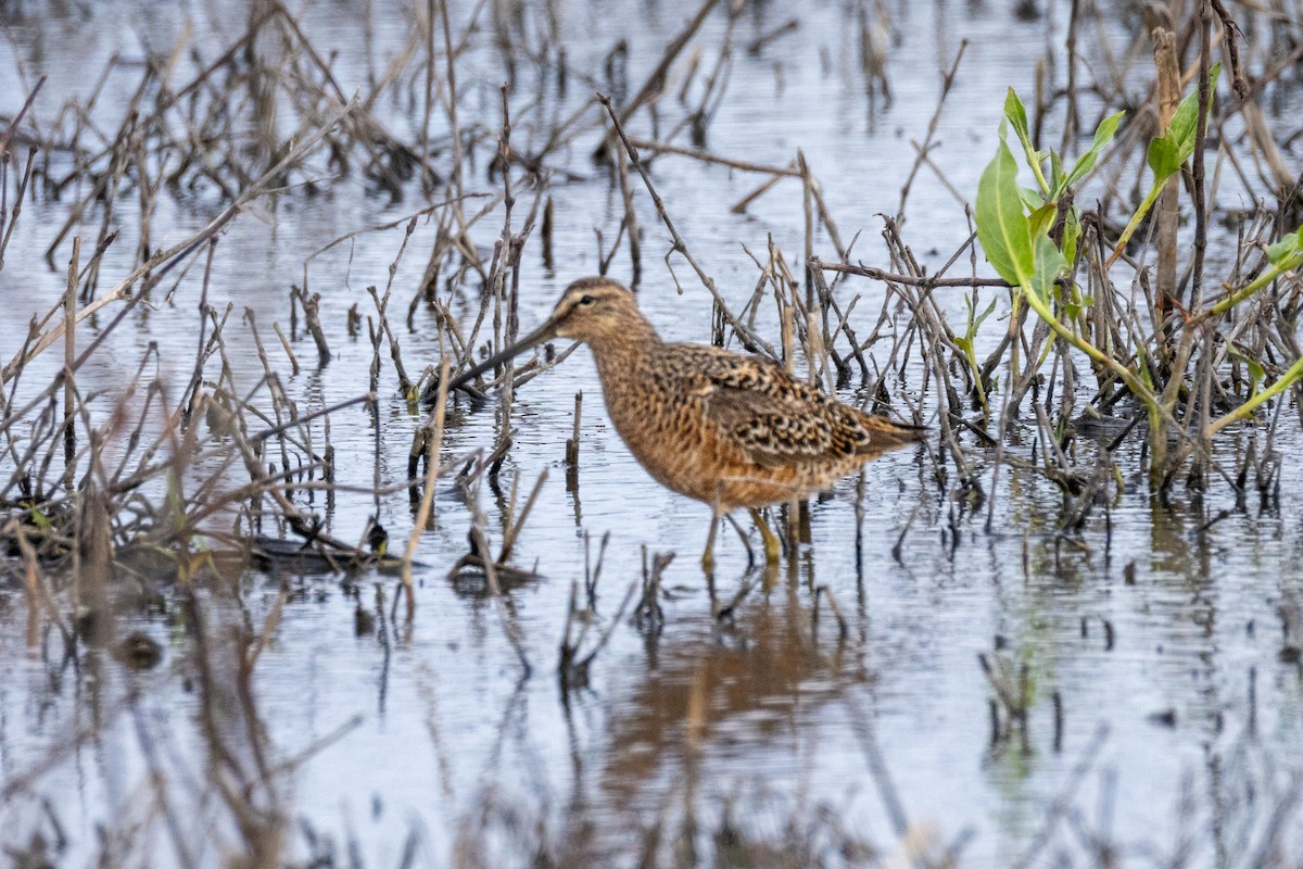 Long-billed Dowitcher - ML618525994
