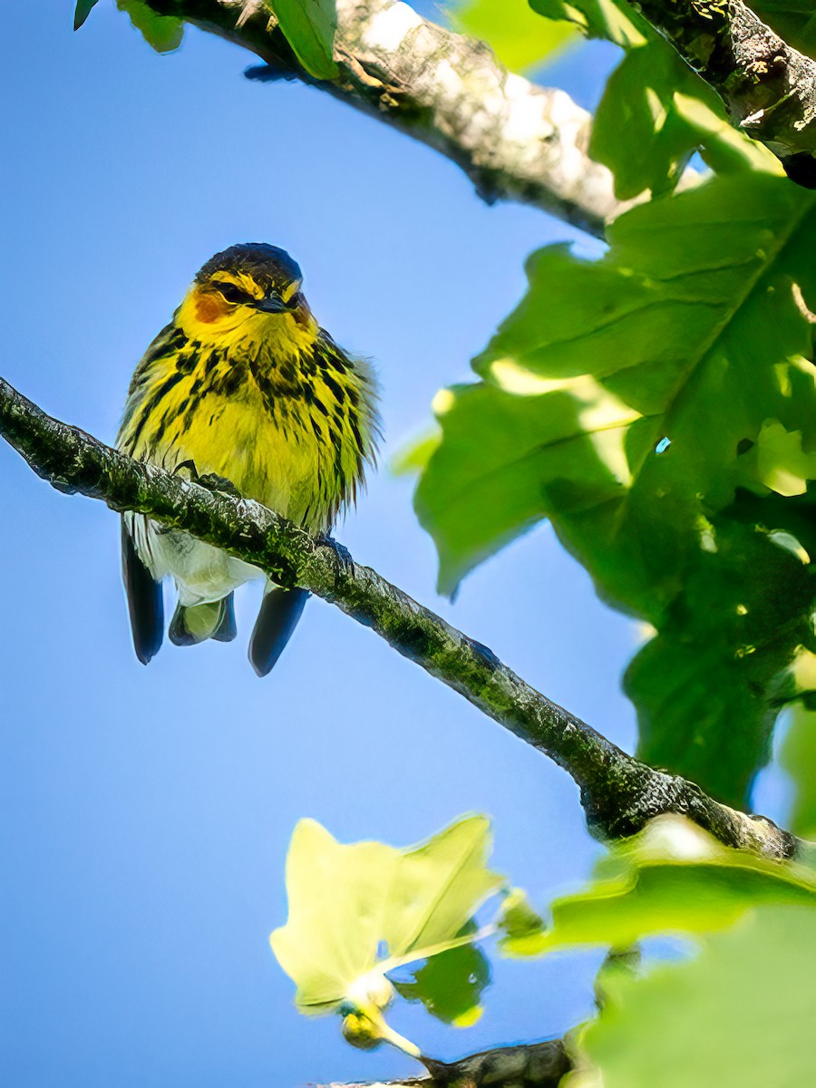 Cape May Warbler - ML618526017